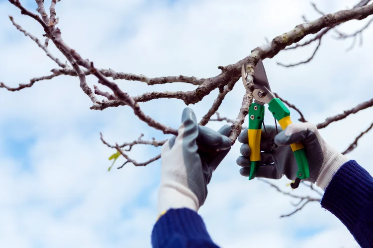 WINTER PRUNING