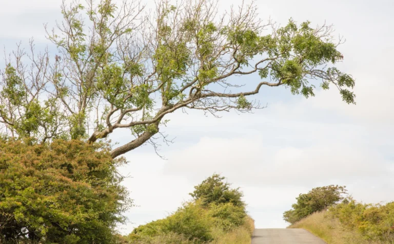 Ash Dieback