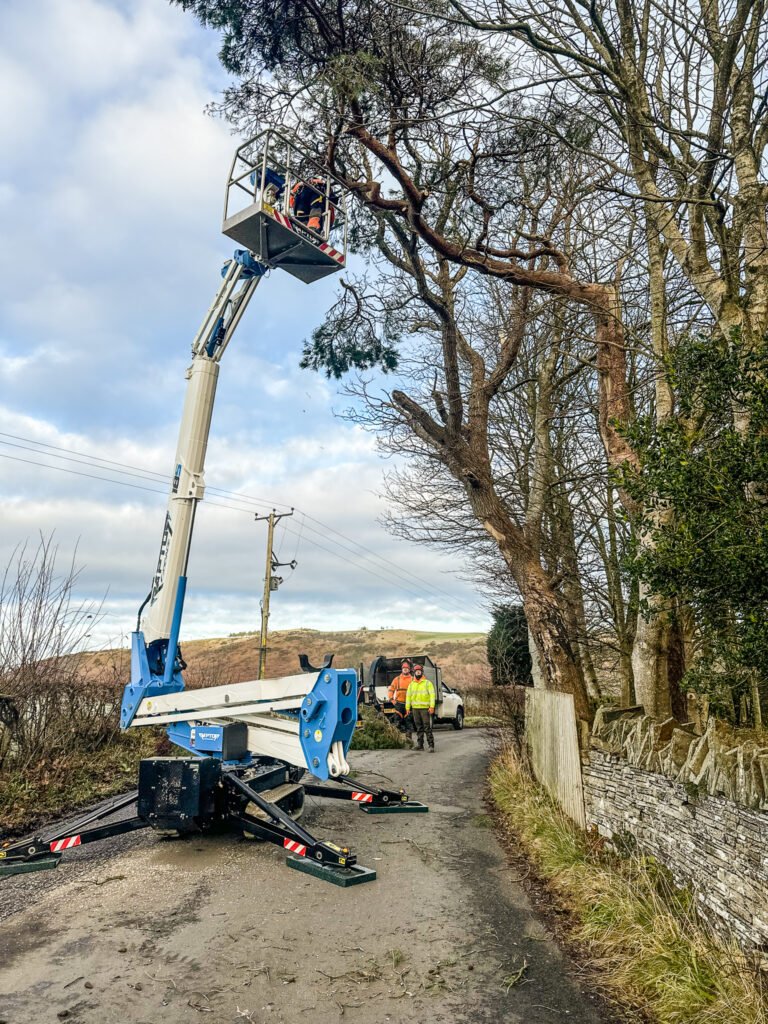 Winter pruning of trees
