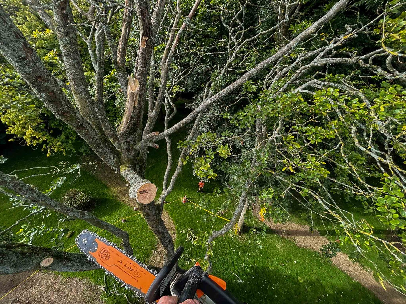 Tree pruning and removal in Rowrah