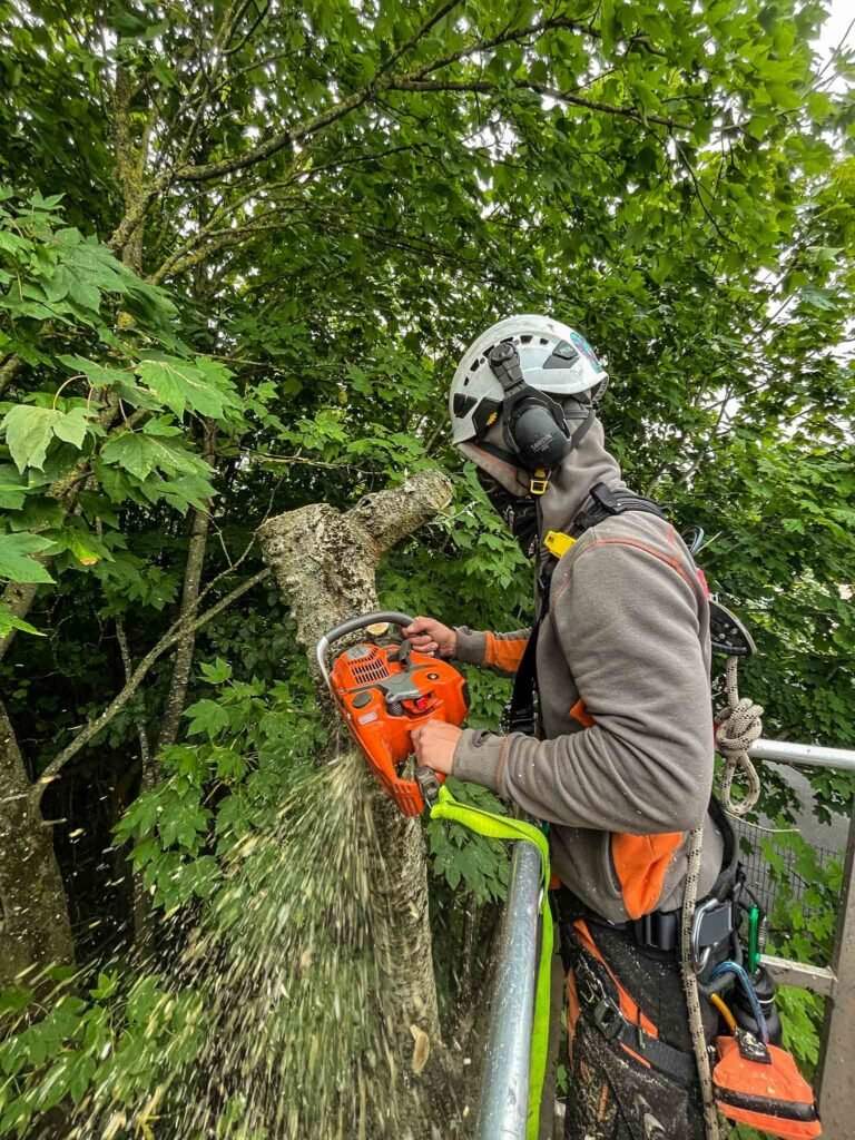 Winter pruning of trees