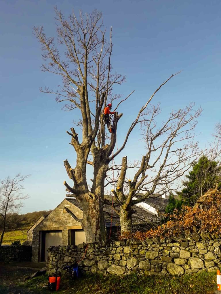 Preventative Pre-winter Tree Safety Works in Buttermere