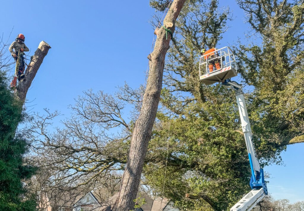 Tree pruning and removal in Cockermouth