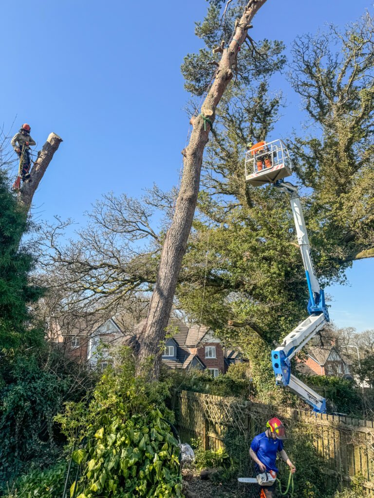Using mobile platform to complete  safety tree works in Cockermouth