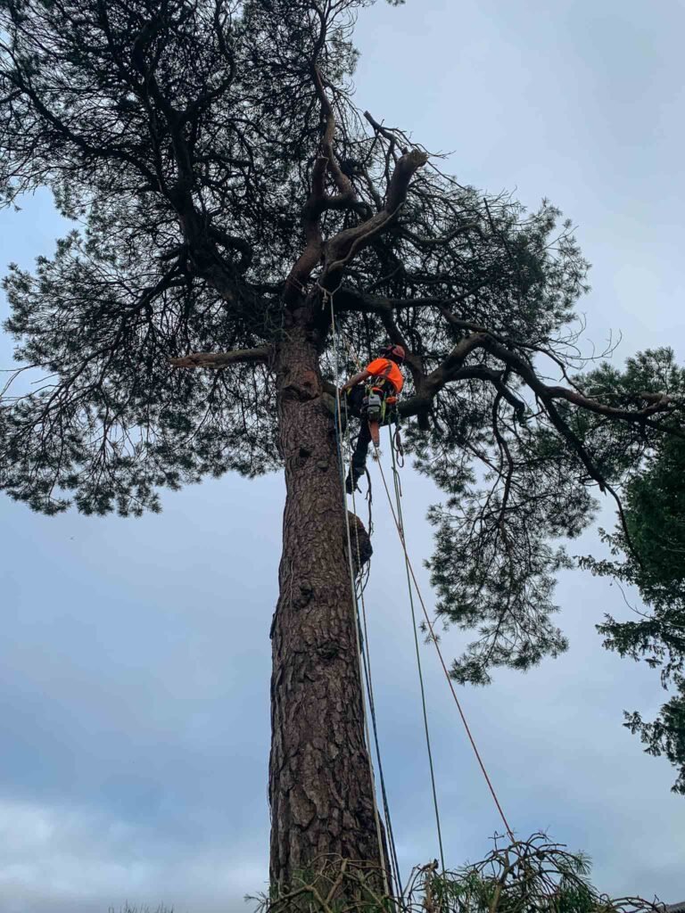 Tree safety works in Eaglesfield