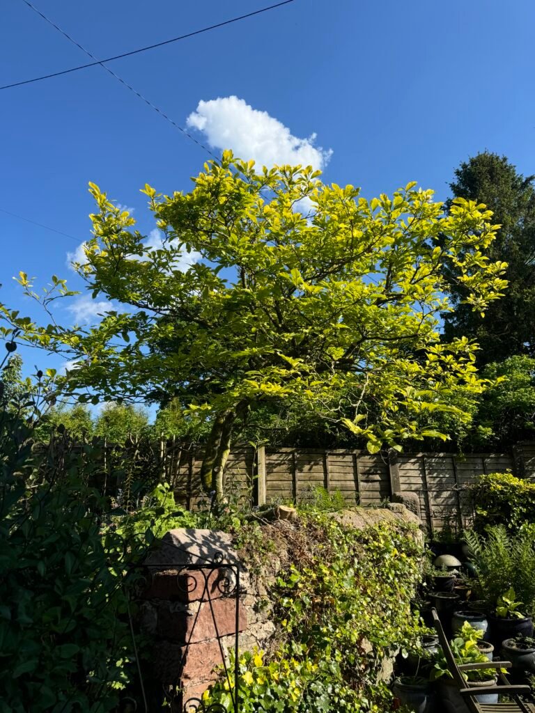 Magnolia Tree Pruning
