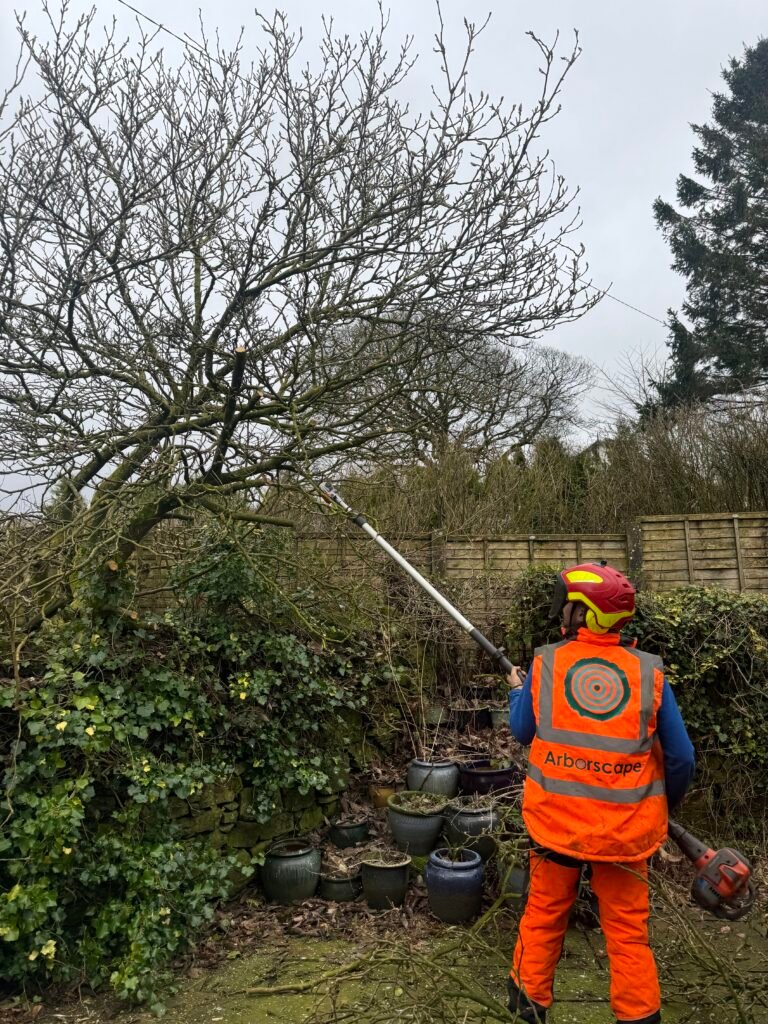 Magnolia Tree Pruning