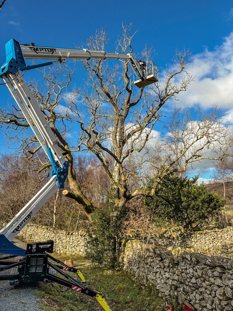 Pruning ash trees in Ennerdale