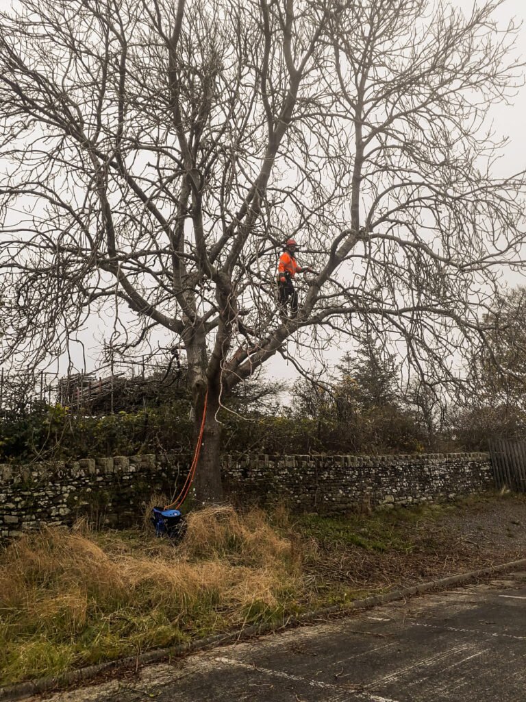 Pruning ash trees