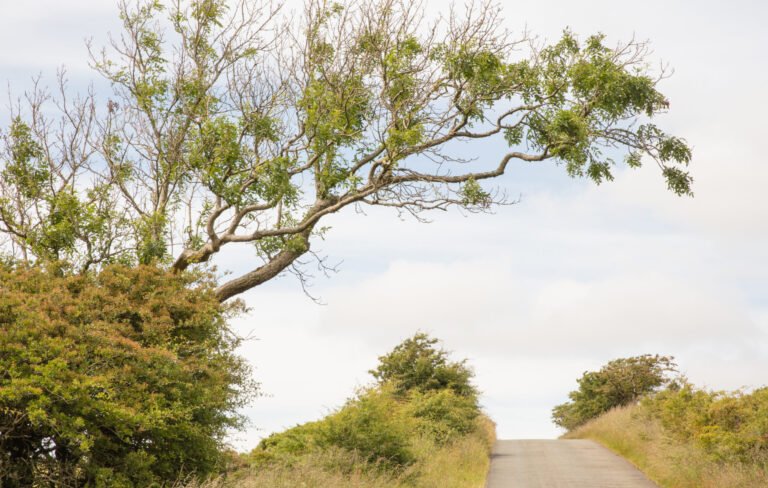 A Practical Guide to Pruning Ash Trees
