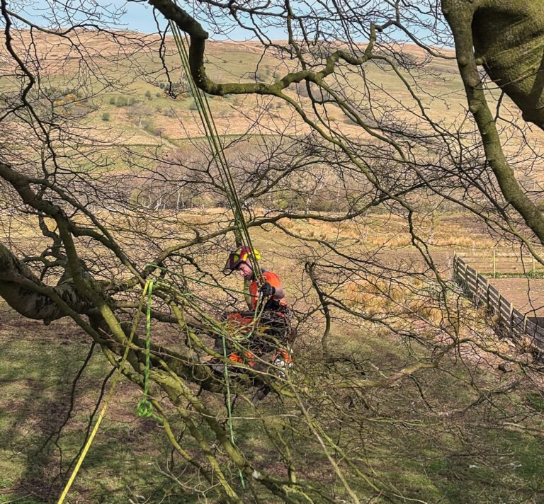 Pruning Beech Trees and Hedges