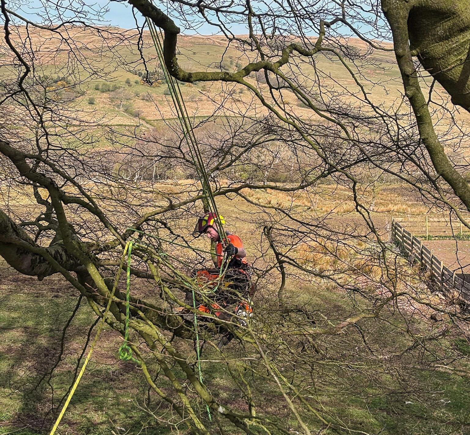 Pruning Beech Trees and Hedges - Arborscape Environmental Services
