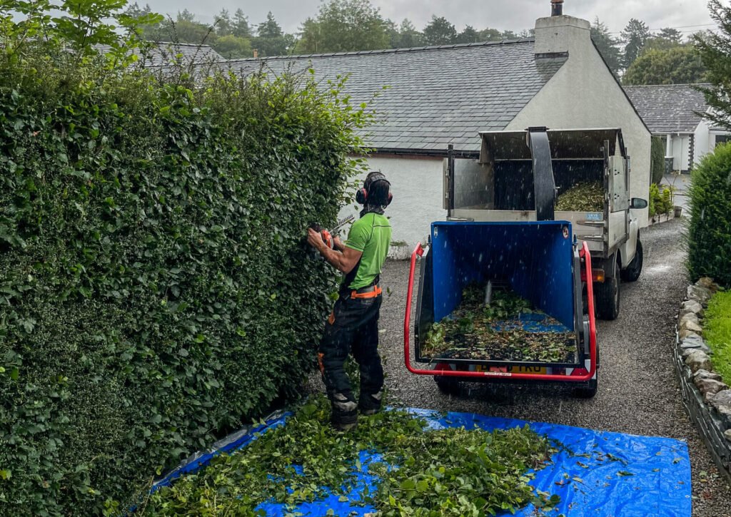 Beech hedge in Portinscale being pruned to maintain shape and optimum health