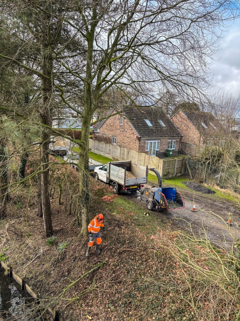 Prune Beech tree in Silloth