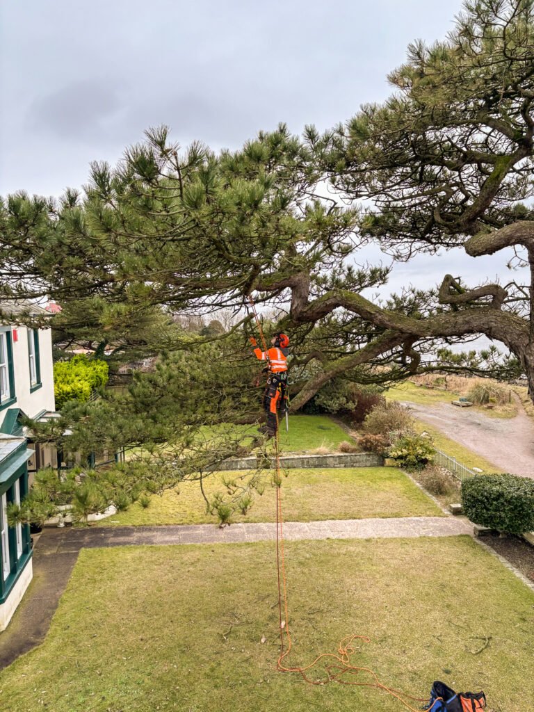 Pruning pine in Silloth