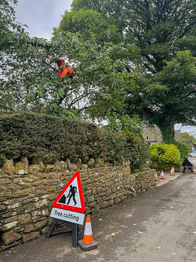 Pruning cherry tree in Brigham, West Cumbria