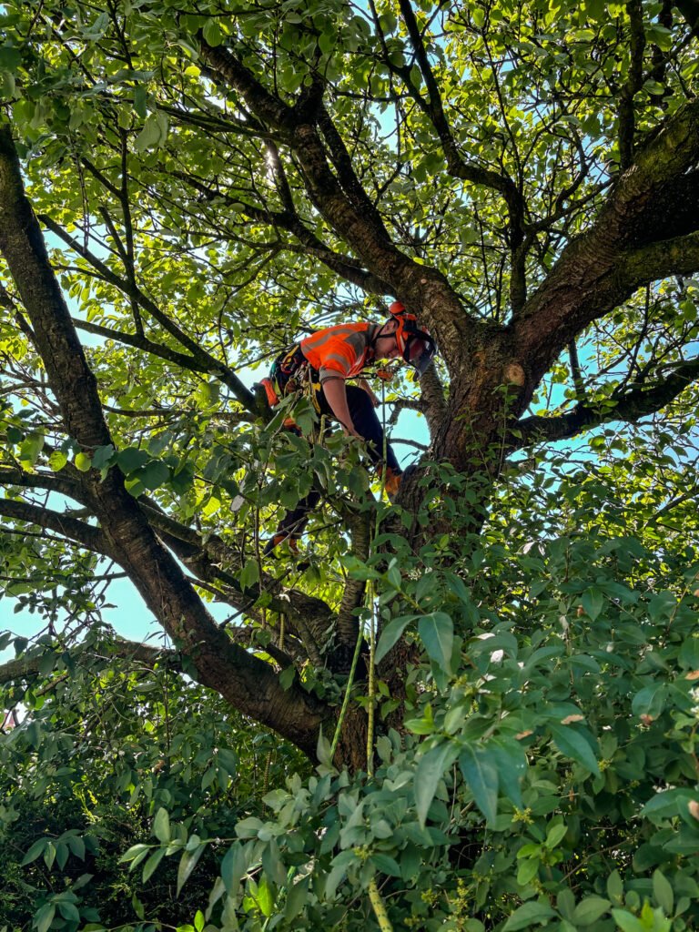 Pruning cherry tree in Dean, West Cumbria