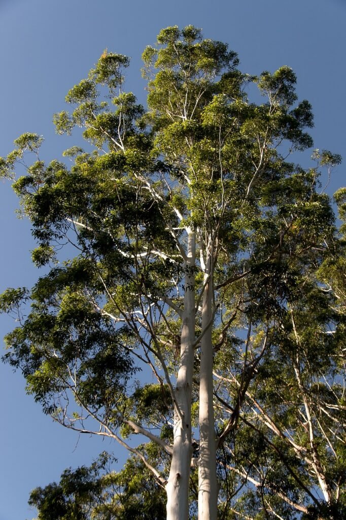 pruning eucalyptus globular