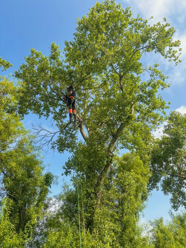 pruning willow in Penrith