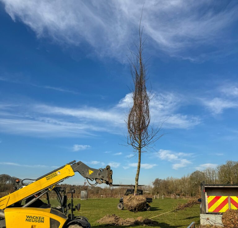 Pruning hornbeam will give shape and form to your green space.