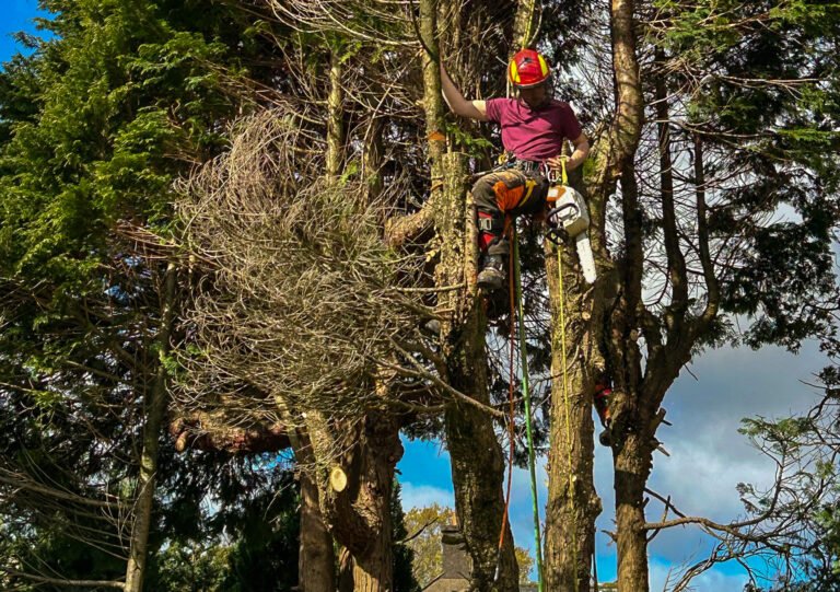 Pruning Leylandii in Wasdale