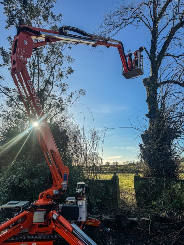 Pruning Lime Tree in Keekle