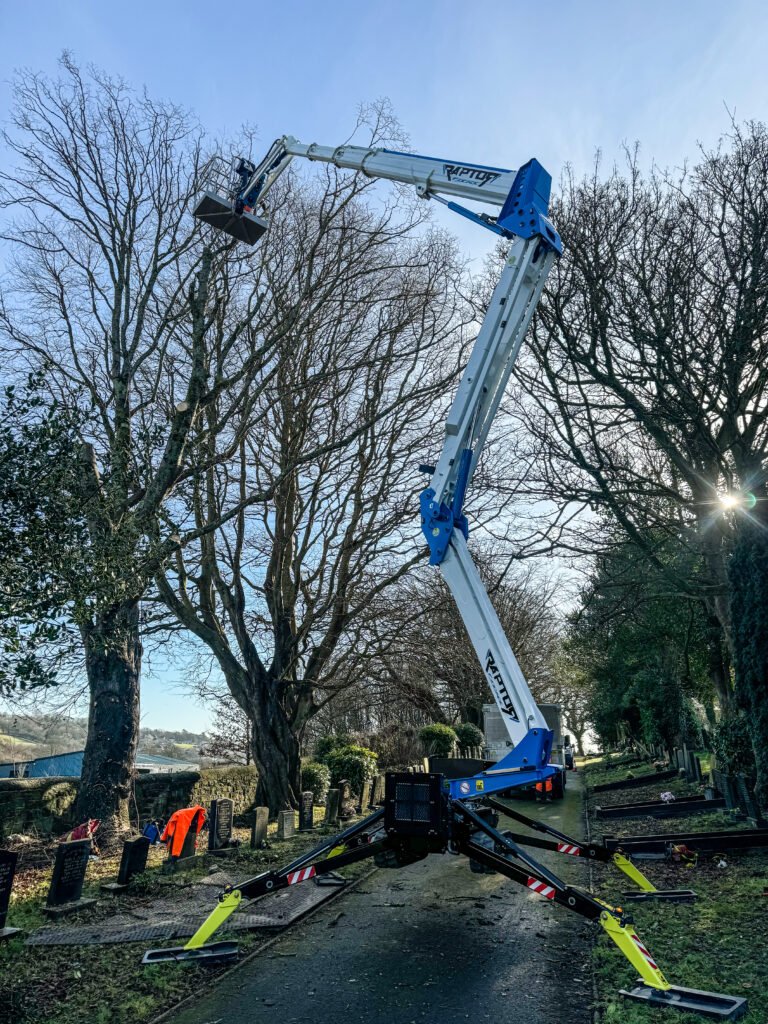 Pruning Lime Tree in Whitehaven