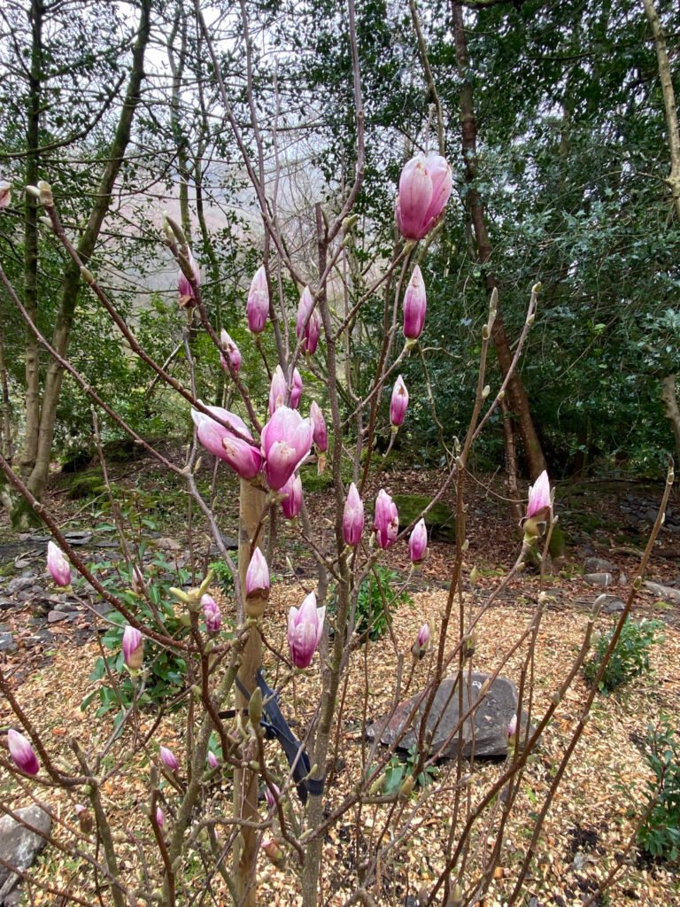 Prune Magnolia