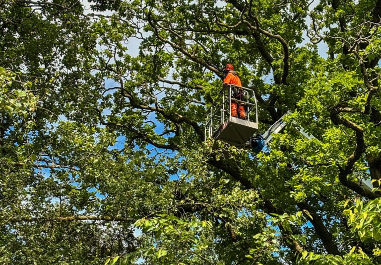 Pruning Oak Trees: