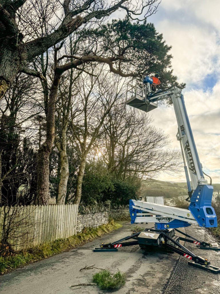 Pruning Pine in Embleton