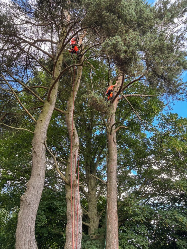 pruning pine in Penrith