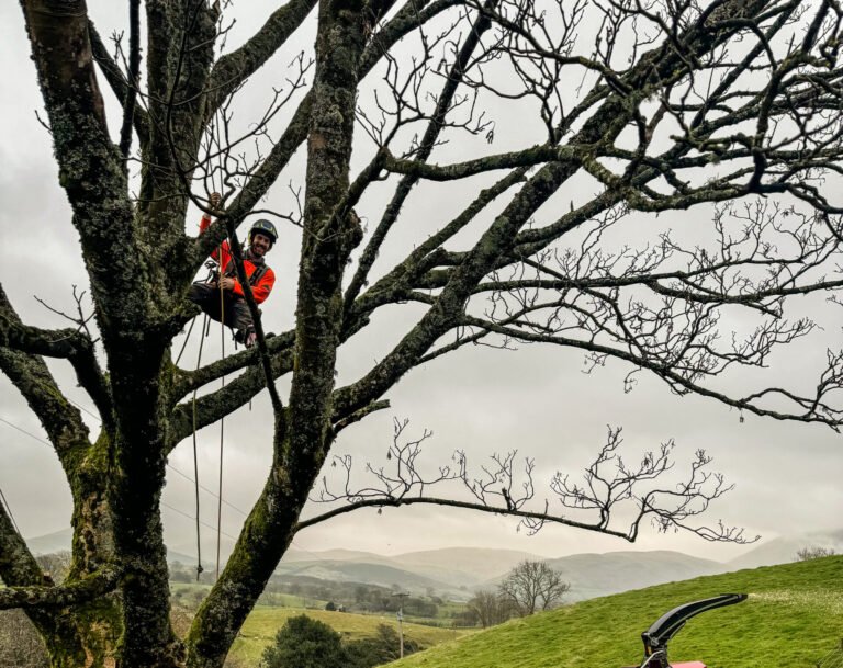 A Complete Guide to Pruning Acers: