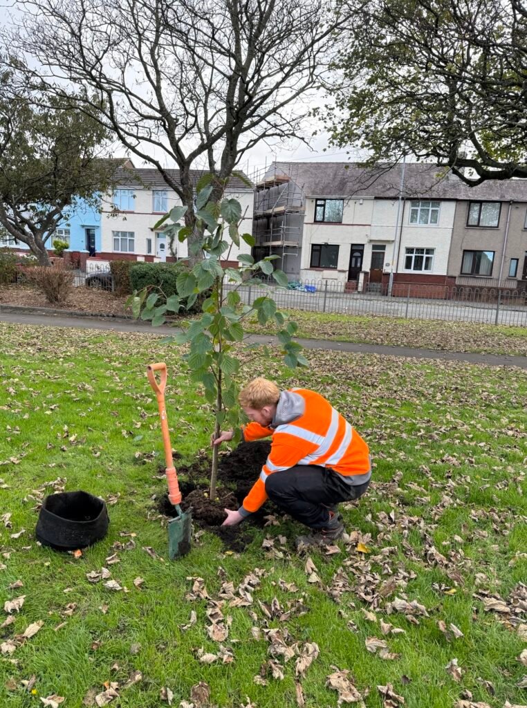 Tree planting in Workington