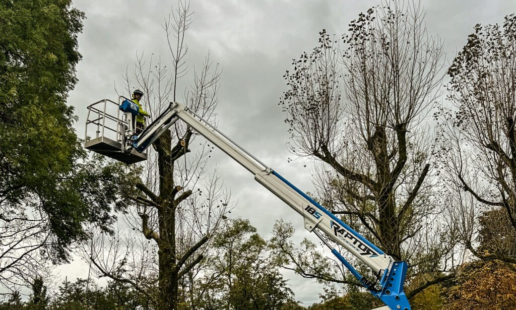 Tree inspection and planning, TPO's and surveys