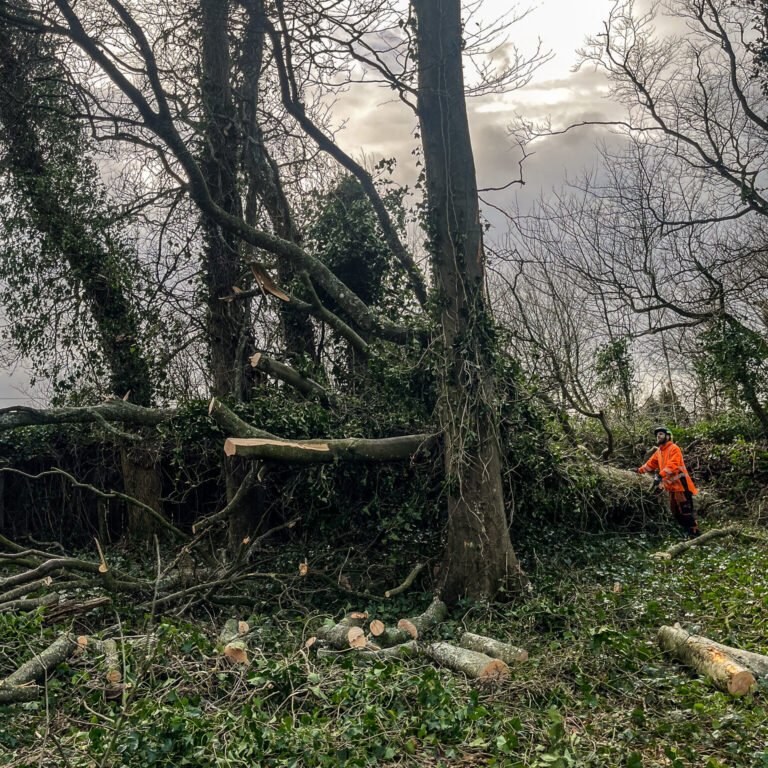Windblown tree left hanging, requiring urgent attention