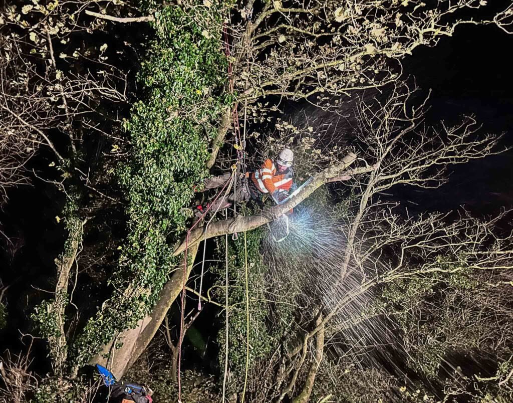 Windblown tree requiring urgent attention