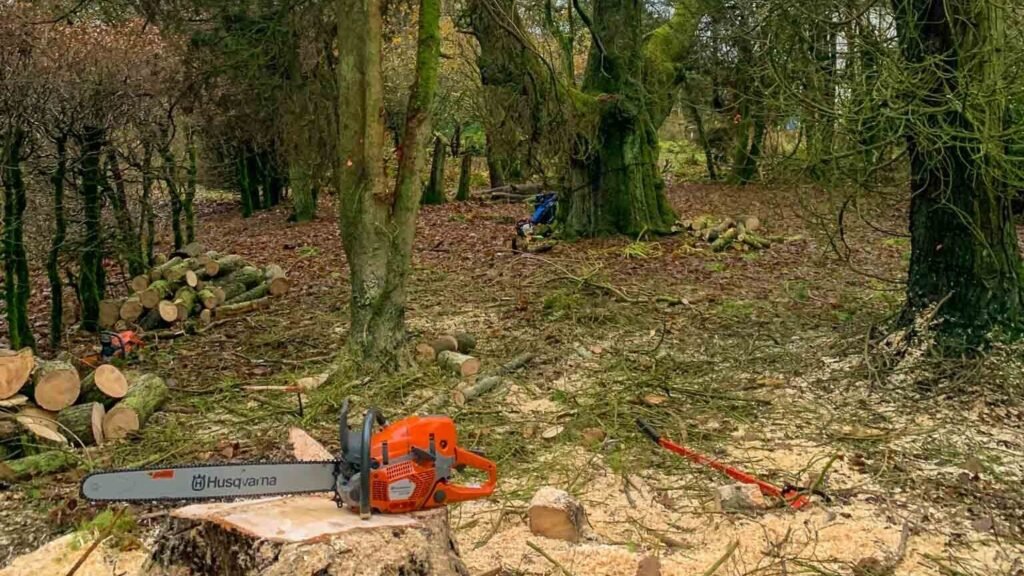 Tree inspection and planning. Tree surgeon Cumbria
