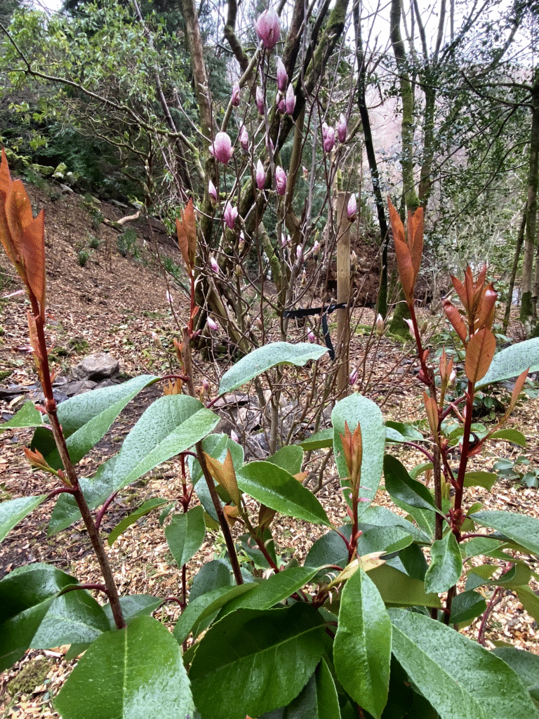 Evergreen shrub planting in Cumbria