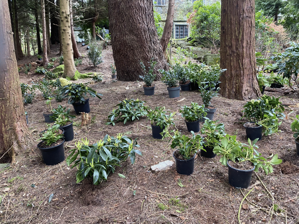 Evergreen Shrubs Cumbria