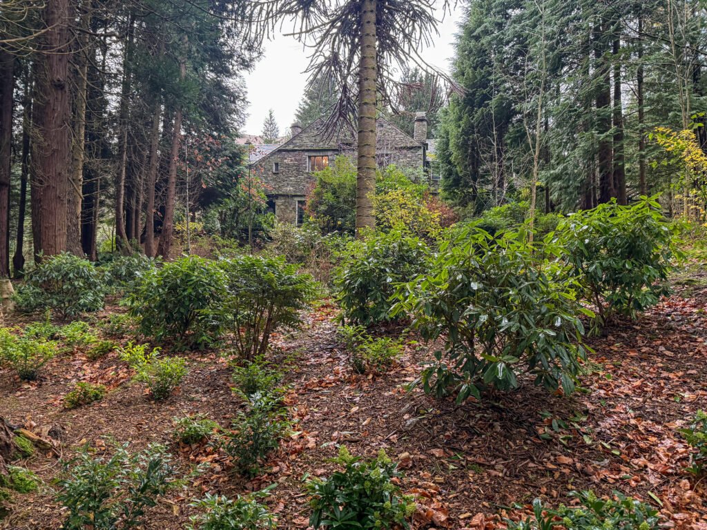 Evergreen shrubs Patterdale