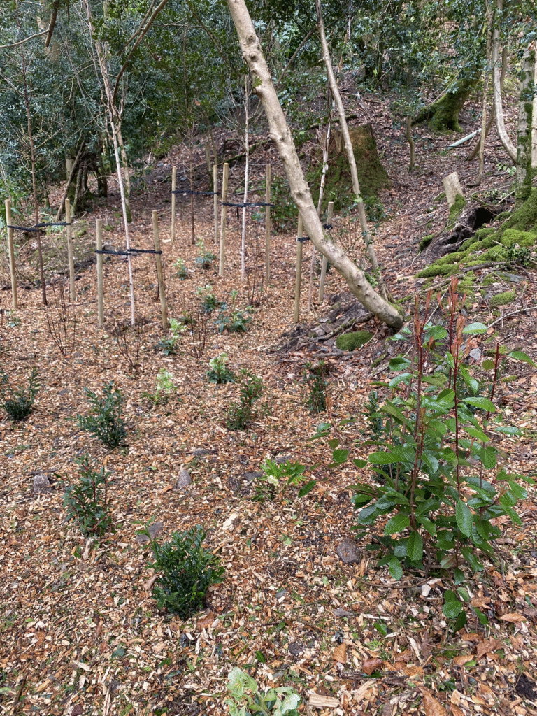 Evergreen shrub planting in Cumbria