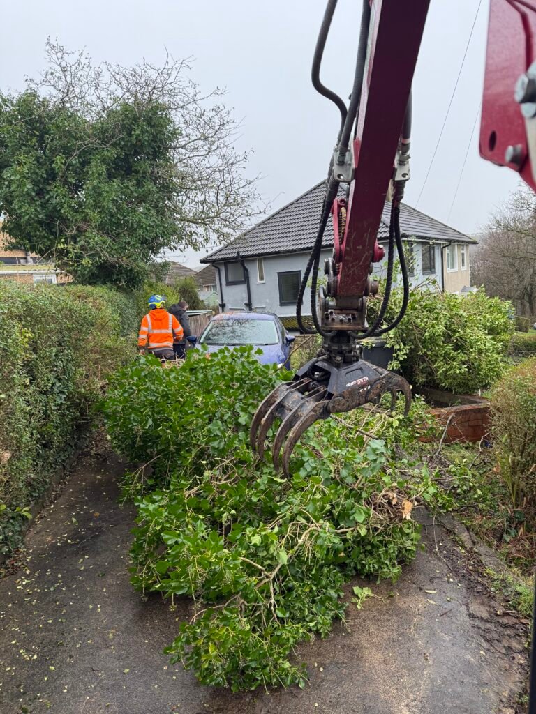 Emergency Tree Removal