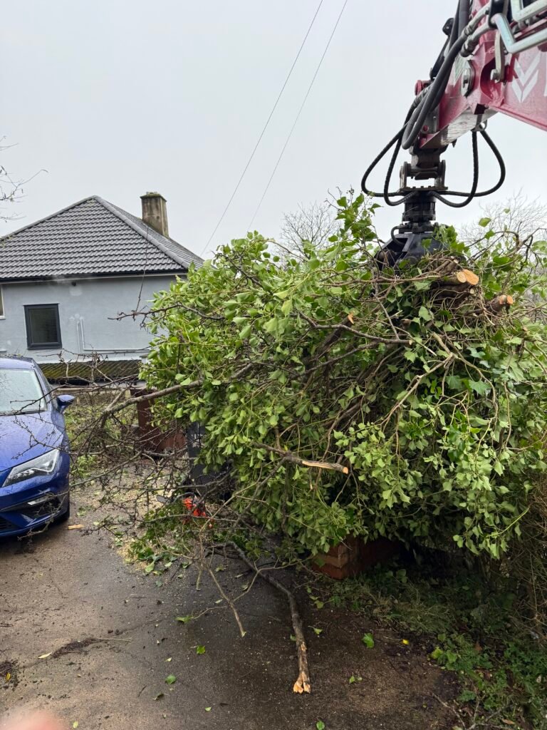 Emergency tree removal. Quick and efficient service