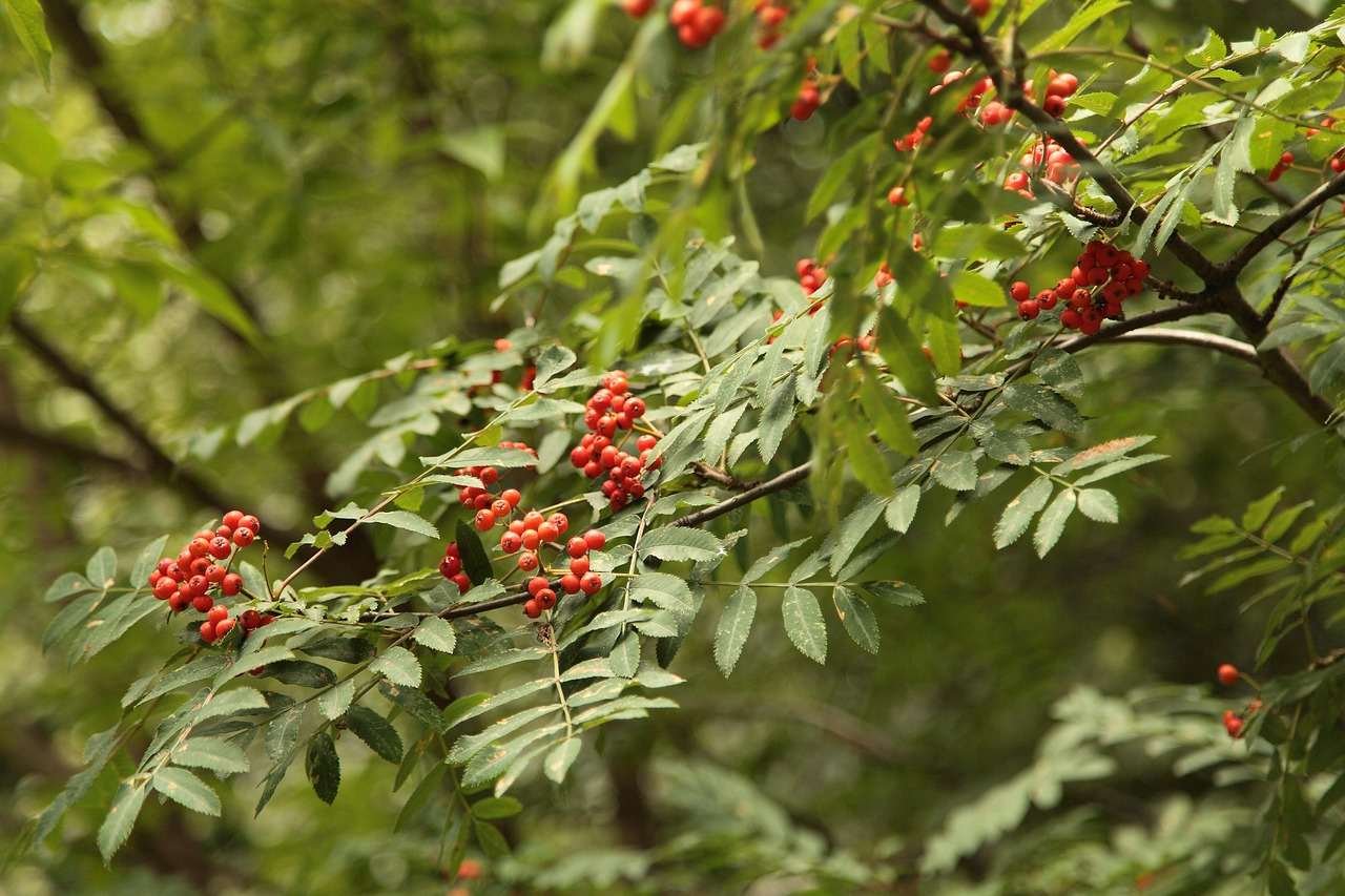 How to Prune Rowan Trees (Sorbus aucuparia) - Arborscape Environmental ...