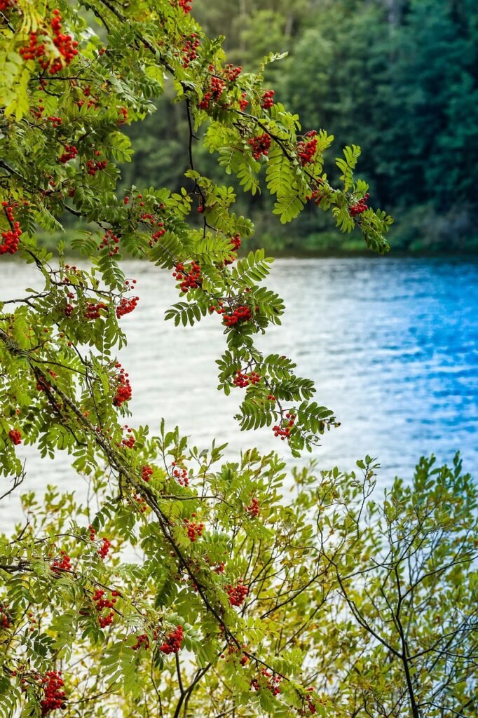 cut back rowan tree in cumbria