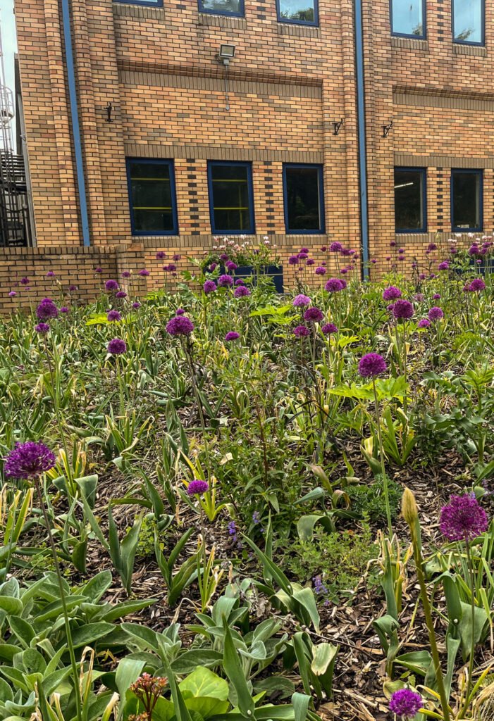 which bulbs are best for Cumbria?