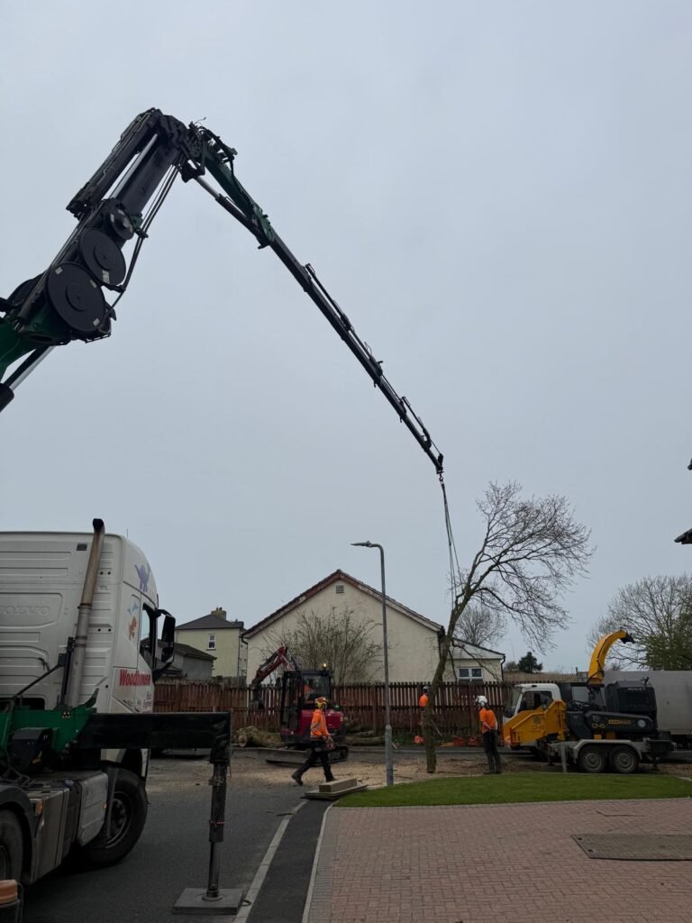 Using a knuckle crane to remove a tree in Cumbria