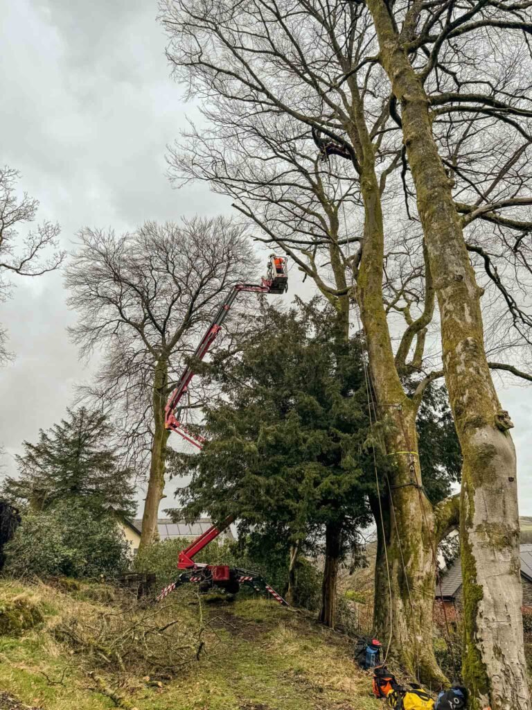 Tree Surgery Ambleside, Cumbria