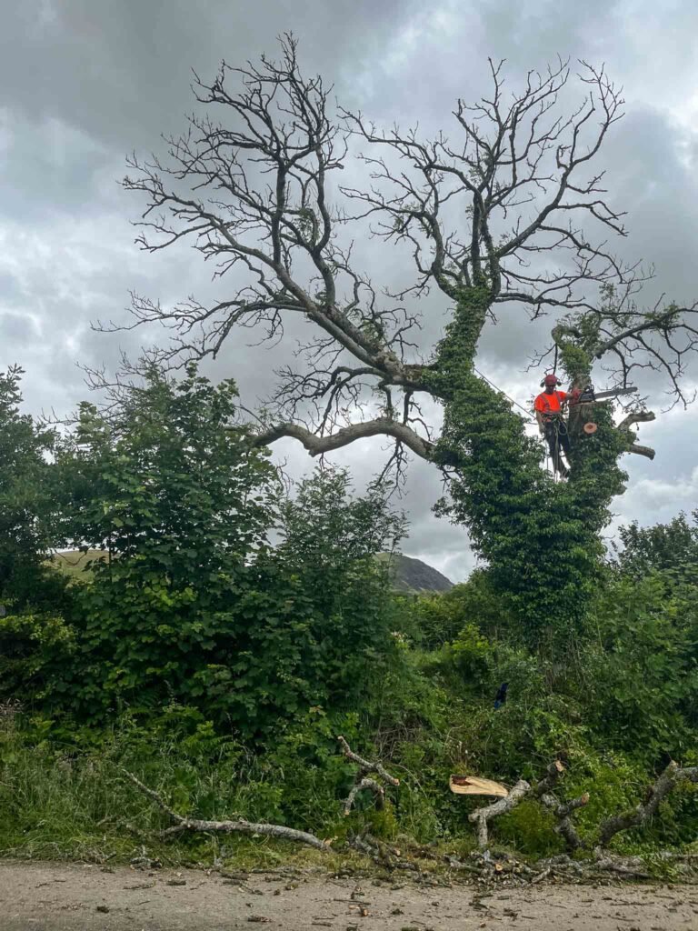 Tree removal Croasdale,
Cumbria Arborist