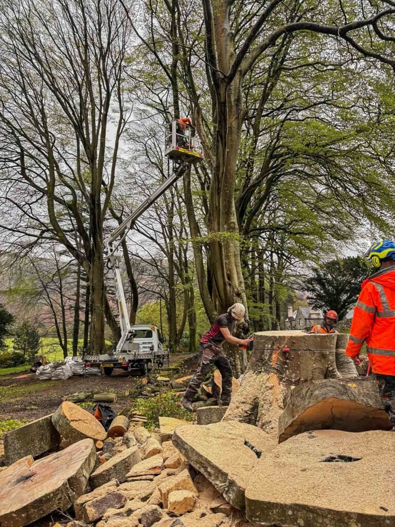Gosforth Arborist